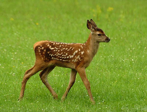 PASSIONE PER IL CERVO